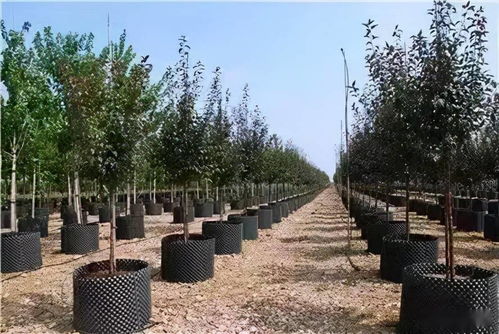 園林景觀綠化施工必懂 從概念到實踐的核心要義