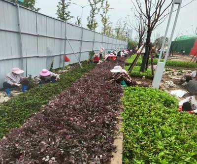 蚌埠屋頂花園 安徽綠派園林工程引領城市綠化新潮流