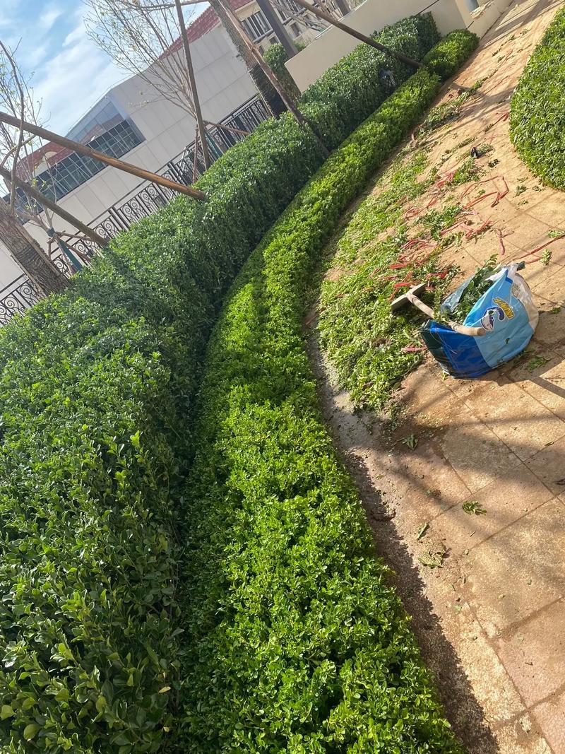 小區里的春夏，藏在園林綠化的故事里